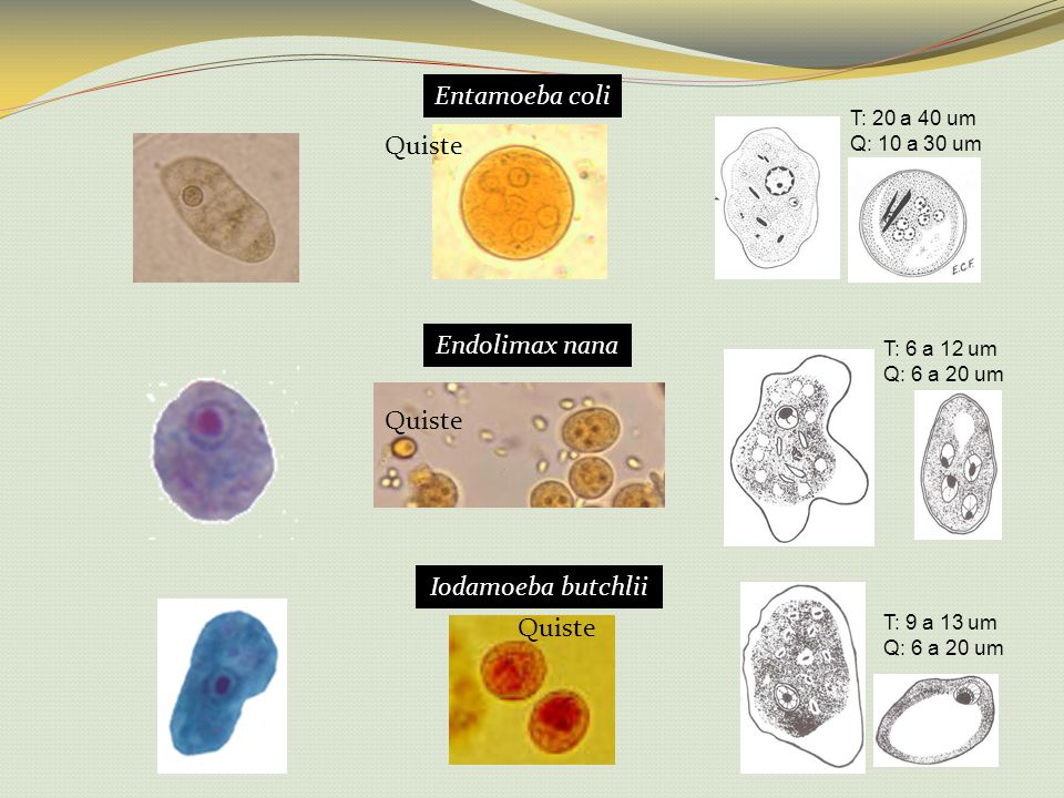 cual es el parasito endolimax nana
